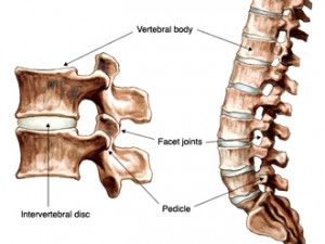 Spinal Anatomy Vertebral Structures