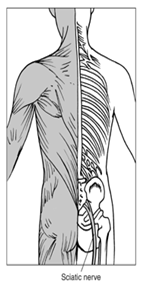 sciatic nerve