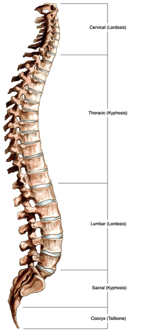 Thoracic Vertebrae (Thoracic Spine) – Anatomy & Labeled Diagram