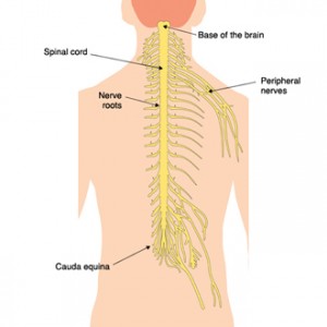 Spinal Anatomy